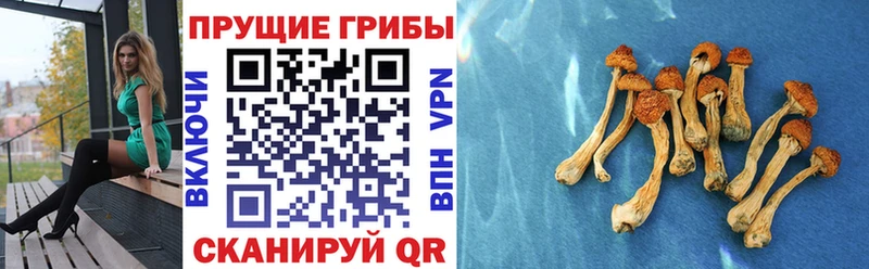 Псилоцибиновые грибы прущие грибы  купить   Чайковский 